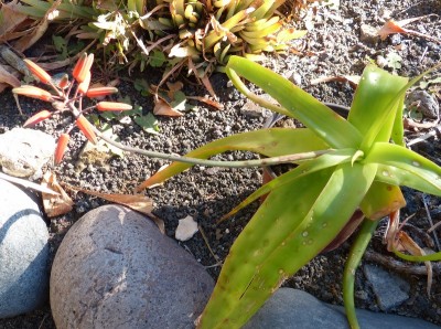 Aloe rebmanii mit Blüte (800x595).jpg