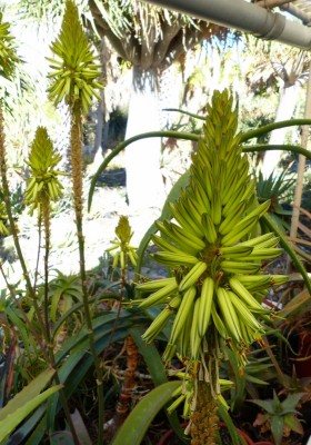 Aloe vanbalenii Blüten 1 (559x800).jpg
