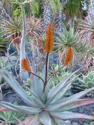 Aloe comosa 1 mit Blüten (600x800).jpg
