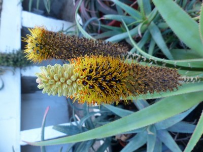 Aloe spicta Blüten (600x800).jpg