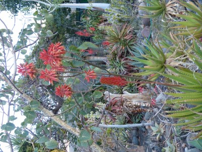 Aloe Hybride.jpg