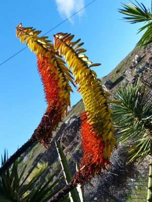 Aloe marlothii Blüten (600x800).jpg