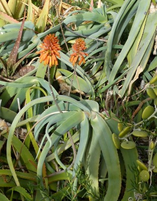 Aloe bulbilifera mit Blüten (624x800).jpg