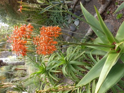 Aloe vaombe mit Blüten (600x800).jpg