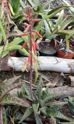 Asteraloe plimerii (477x800).jpg