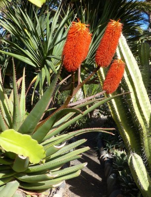 Aloe  rupestris Blüten (611x800).jpg
