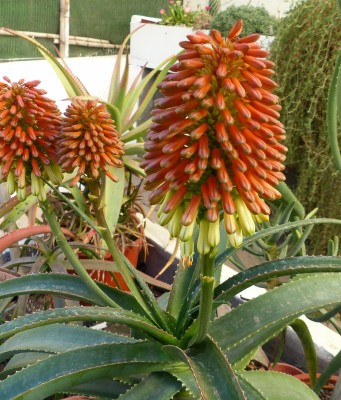 Aloe eminens Blüte (682x800).jpg