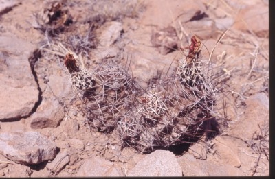Echinocereus hempeli