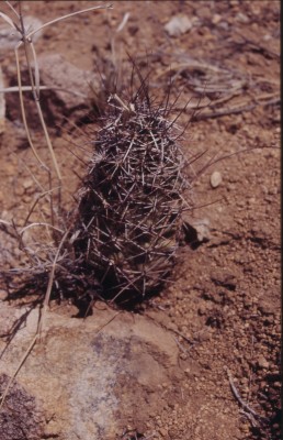 Echinocereus hempeli