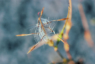 Pelargonium myrrhifolium 01b.jpg