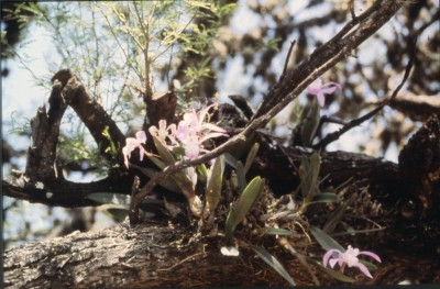 Orchideen sogar in Blüte