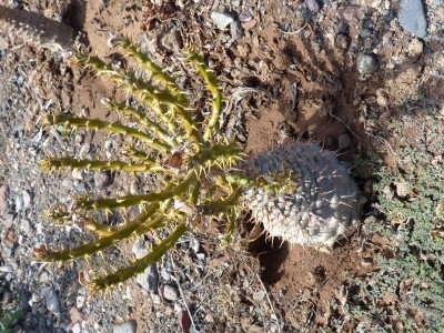 Pachypodium ambogense (600x800).jpg