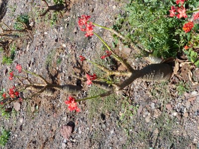 Pachypodium baronii  blühend 1 (600x800).jpg