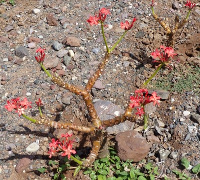 Pachypodium baronii mit Blüten (800x721).jpg