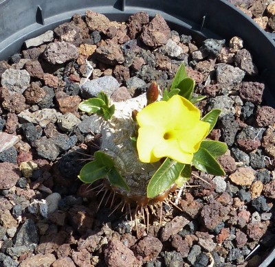 Pachypodium brevicaule, Blüte (800x778).jpg