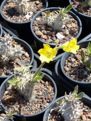 Pachypodium hormbense mit Blüten (604x800).jpg