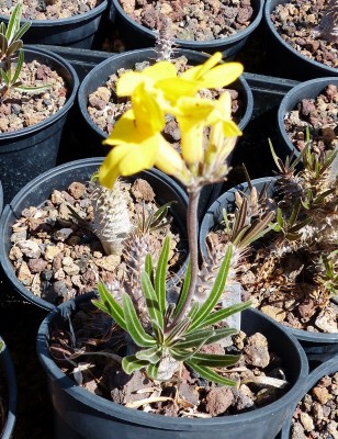 Pachypodium rosulatum ssp. gracilius (616x800).jpg