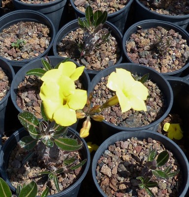 Pachypodium rosulatum ssp. rosulatum, Blüten (768x800).jpg