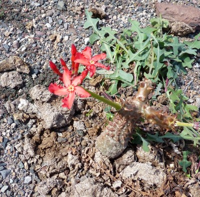 Pachypodium windsorii, Blüten (800x788).jpg