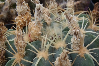 Ferocactus_macrodiscus_1_Knospen_RIMG1415b.jpg