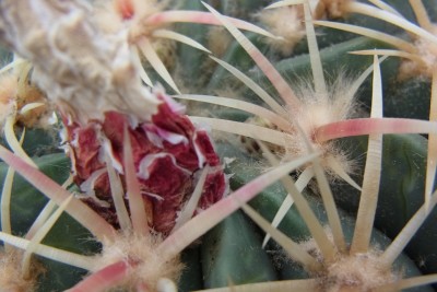 Ferocactus_macrodiscus_2_Frucht_Knospen_RIMG1416b.jpg