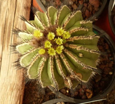 Uebelmannia pseudopectinata mit Blüten (800x719).jpg