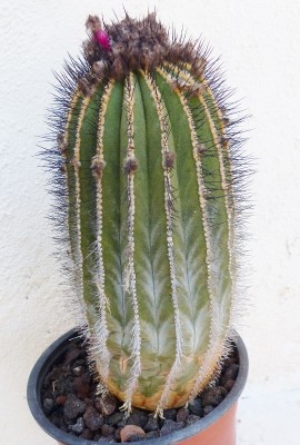 Uebelmannia pseudopectinata (540x800).jpg