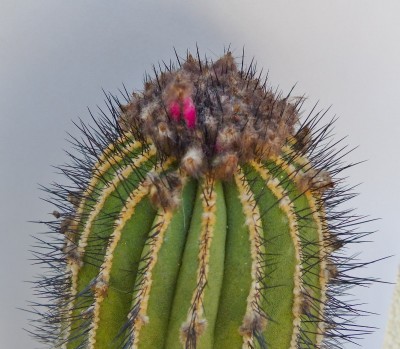 Uebelmannia pseudopectinata , Früchte (800x698).jpg