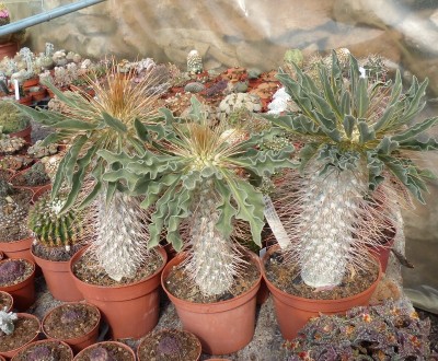 Pachypodium namaquanum (800x660).jpg
