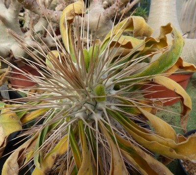 Pachypodium namaquanum, Knospen (800x714).jpg