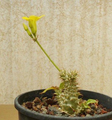 Pachypodium rosulatum ssp. makayense (746x800).jpg