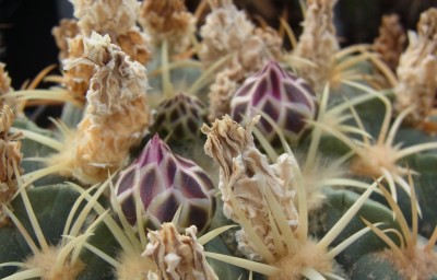 Ferocactus_macrodiscus_Knospen2021_RIMG1491.jpg