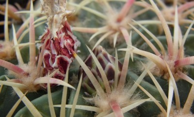 Ferocactus_macrodiscus2_Knospen2021_RIMG1493.jpg