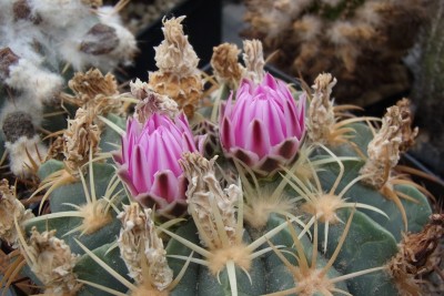 Ferocactus_macrodiscus1_Blüten_RIMG1503b.jpg