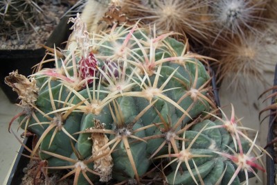 Ferocactus_macrodiscus2_Knospen_RIMG1504b.jpg