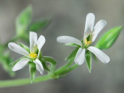 Pelargonium odoratissimum Rudolf Schmied.JPG