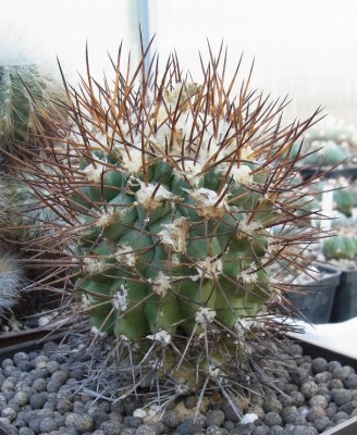 Copiapoa_spec_PF_RIMG1499b.jpg