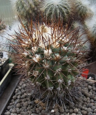 Copiapoa_spec_PF_RIMG1511c.jpg