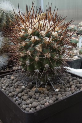 Copiapoa_spec_PF_RIMG1514b.jpg