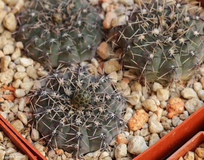 VoS_10-632_Gymnocalycium_quehlianum_var._kleinianum.JPG