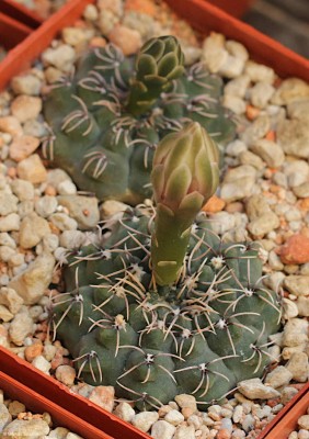 VoS_10-681_Gymnocalycium_quehlianum.JPG