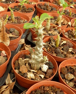 Pachypodium windsorii, 1- jährig, Blüten (647x800).jpg