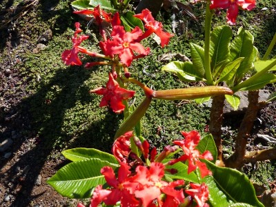 Pachypodium baronii , Samenkapseln (800x600).jpg