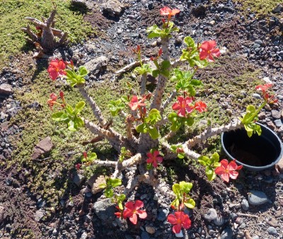 Pachypodium windsorii (800x675).jpg