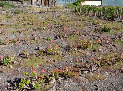 Pachypodium windsorii auf dem Feld (800x591).jpg