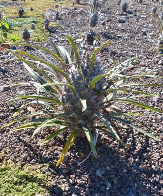 Pachypodium mikea (667x800).jpg