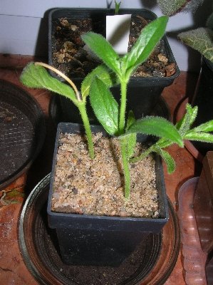 bfoecutpot.jpg (151.2 KiB) 17465 mal betrachtet bfoecutpot.jpg