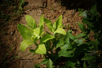 Asclepias syriaca und Vincetoxicum forestii.jpg