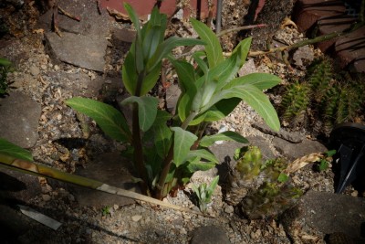 Asclepias speciosa zwischen den Echinocereen.jpg