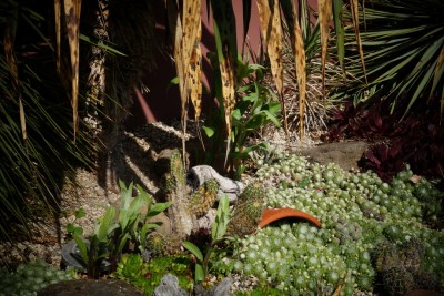 Asclepias speciosa zwischen den winterharten Kakteen und Yuccas.jpg